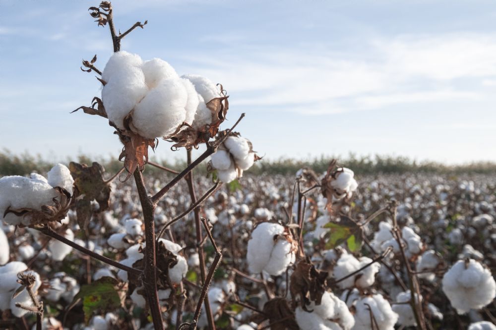 30th Annual Alabama Cotton Festival Town of Eclectic (Lake Martin Event)